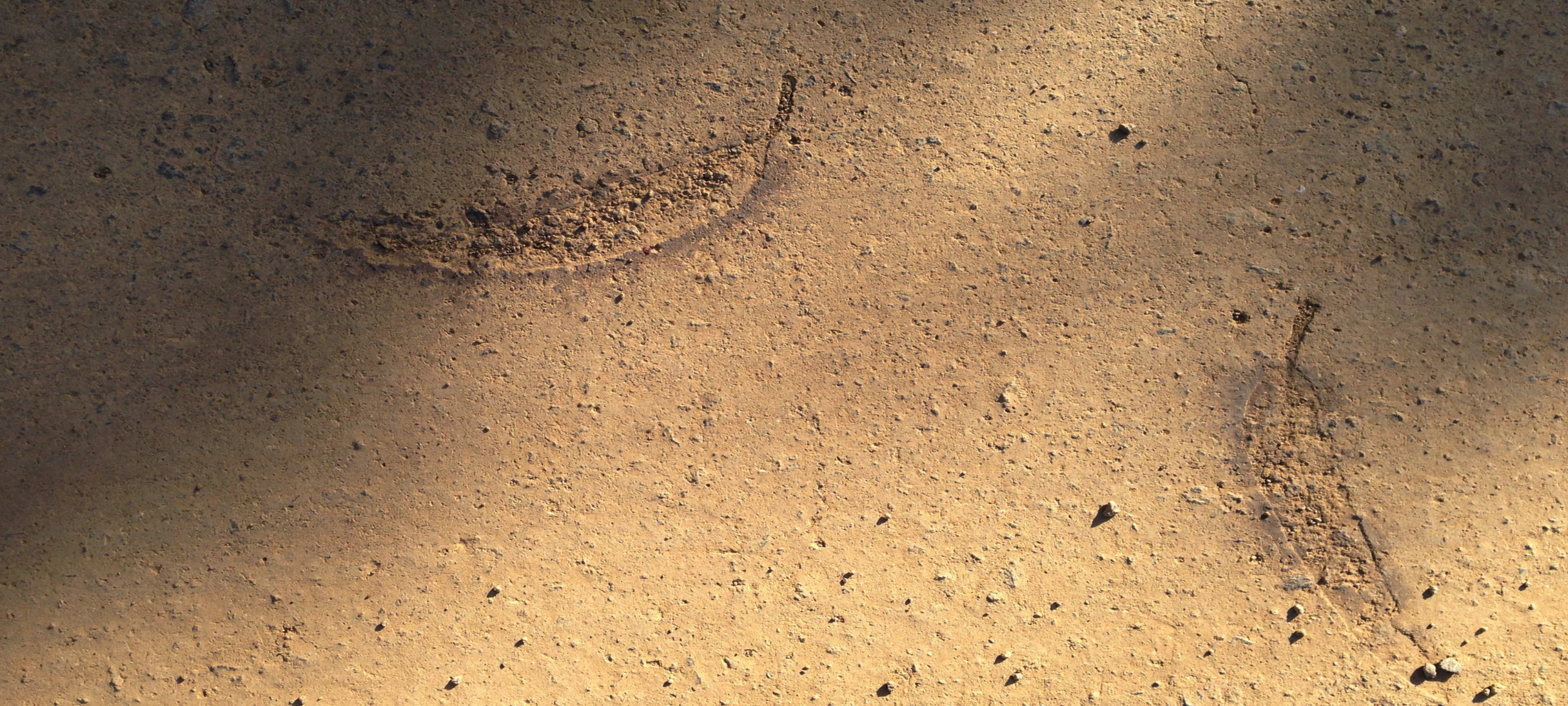 impressions of two leaves pressed into a dirt road