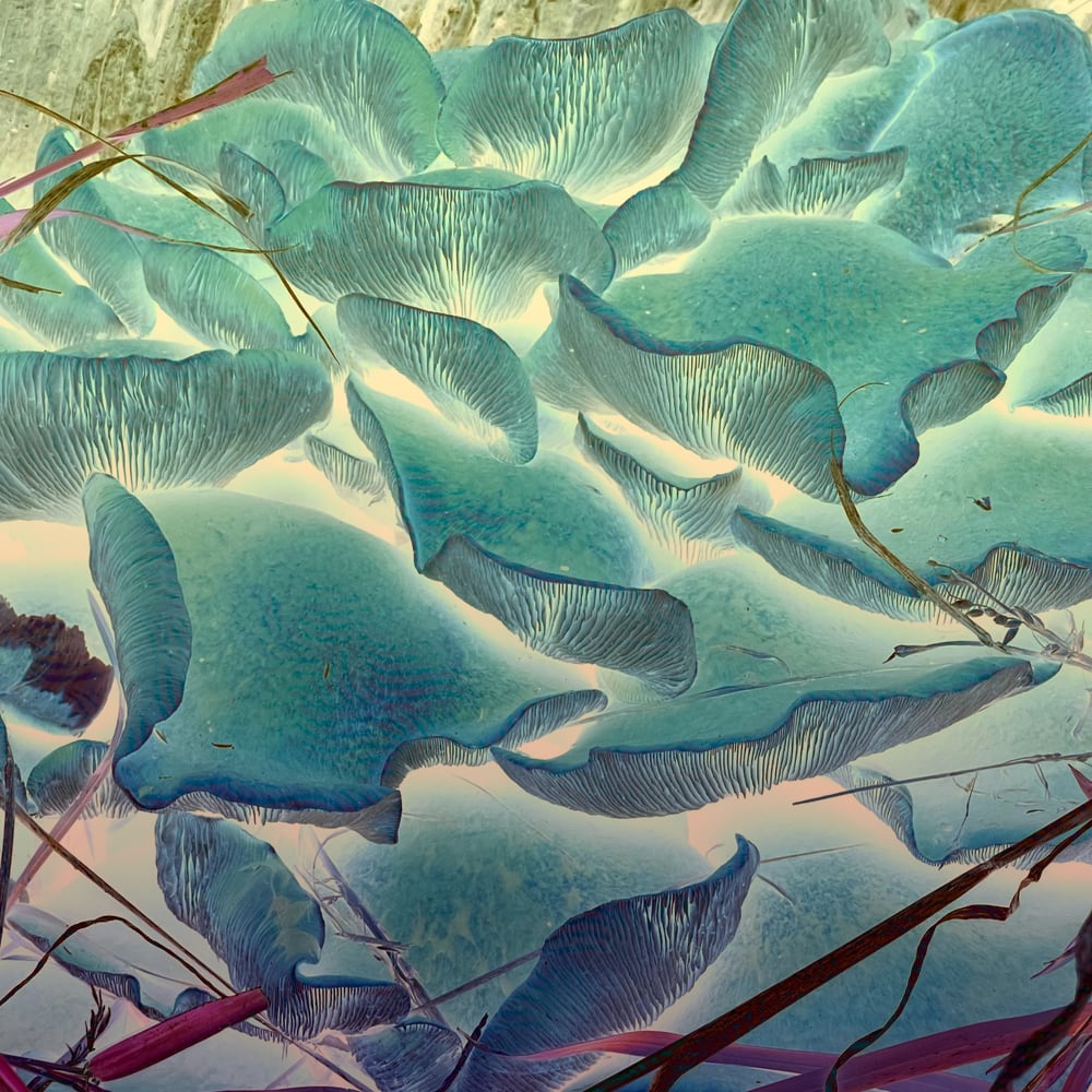 pale coloured fruiting fungus