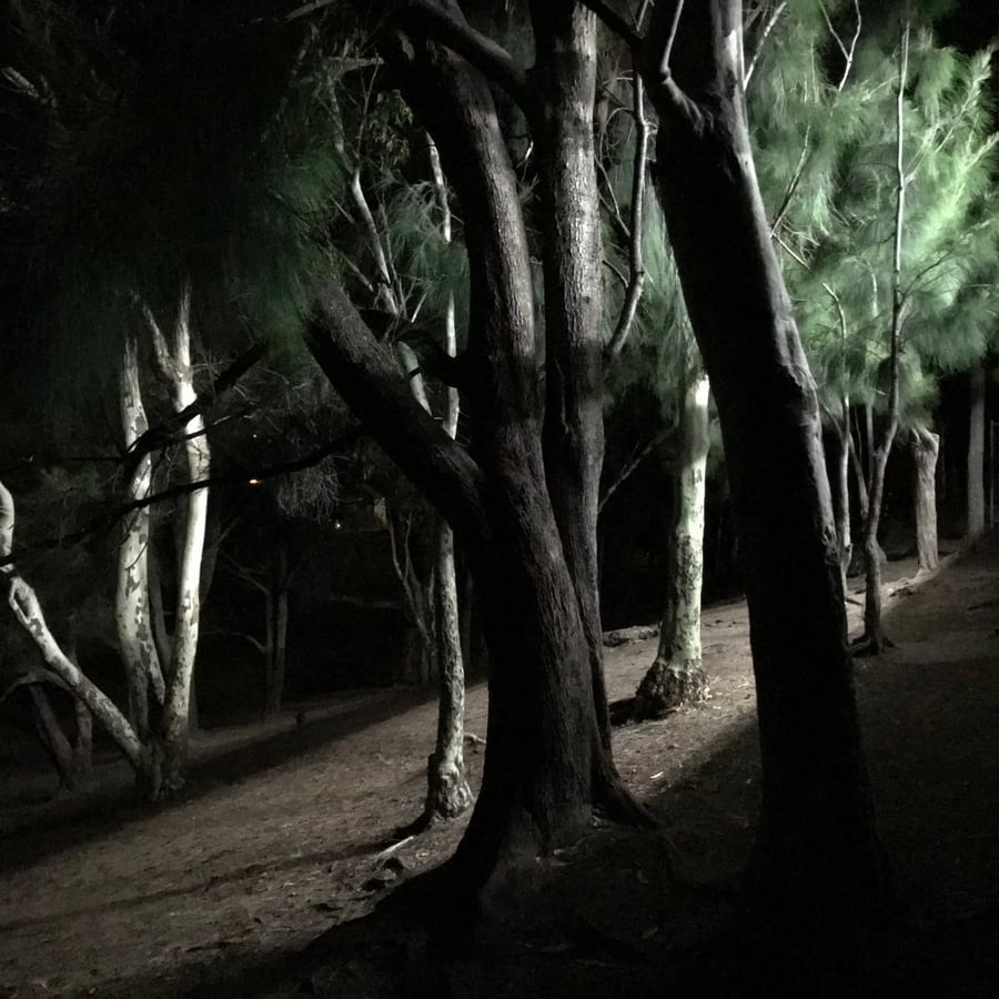 trees strangely lit at night