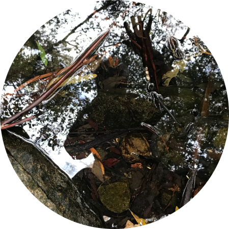 circular image of the reflection of a man waving to his reflection in a bush pond with trees and rocks it all rotating slowly clockwise
