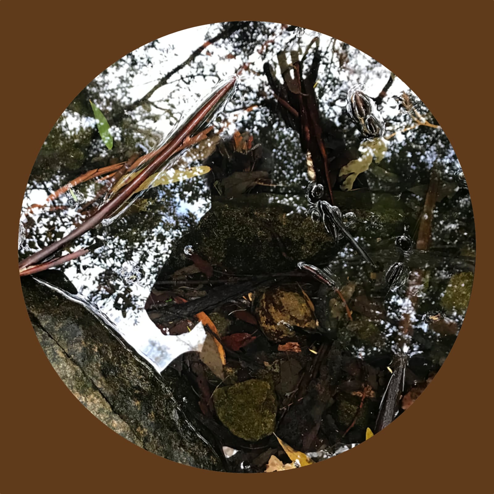 circular image of the reflection of a man waving to his reflection in a bush pond with trees and rocks it all rotating slowly clockwise